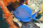 Blue Tang at Paradise Reef